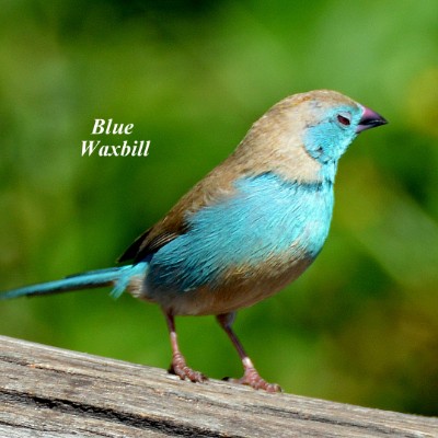 Blue Waxbill